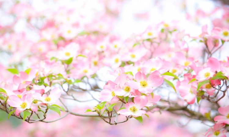 花水木