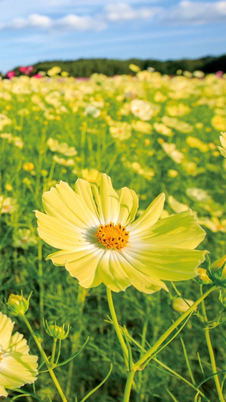 30代・40代の婚活の悩みと対処法まとめ ～自分らしく、前向きな一歩を～