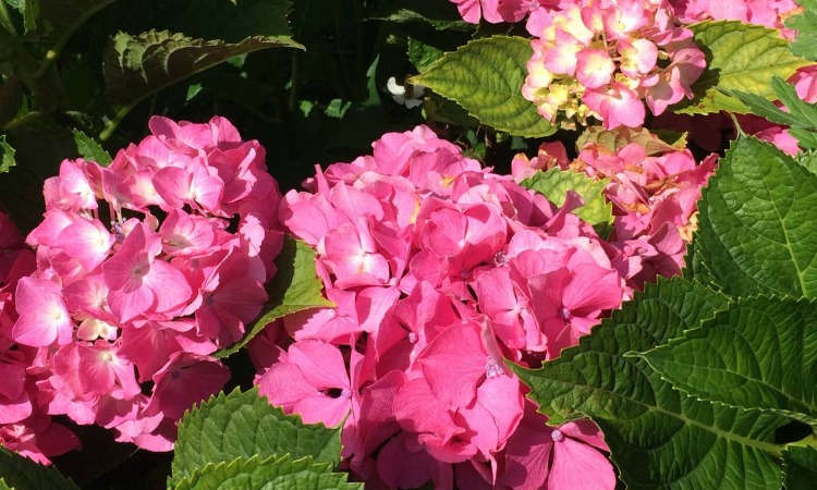 ポポロ結婚相談所 東京婚活ストーリー