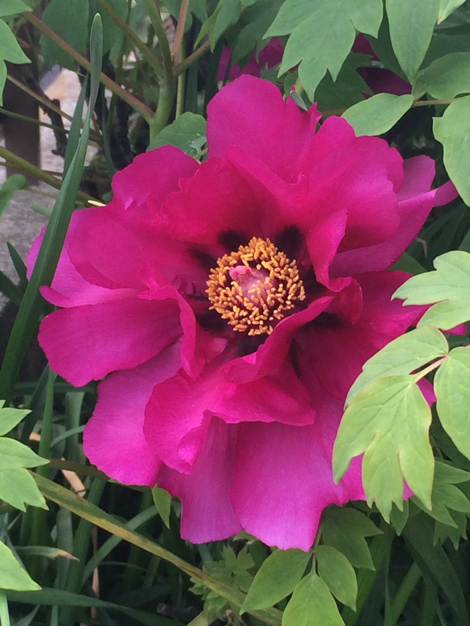 コロナワクチン非接種・未接種と言う区分けは大切