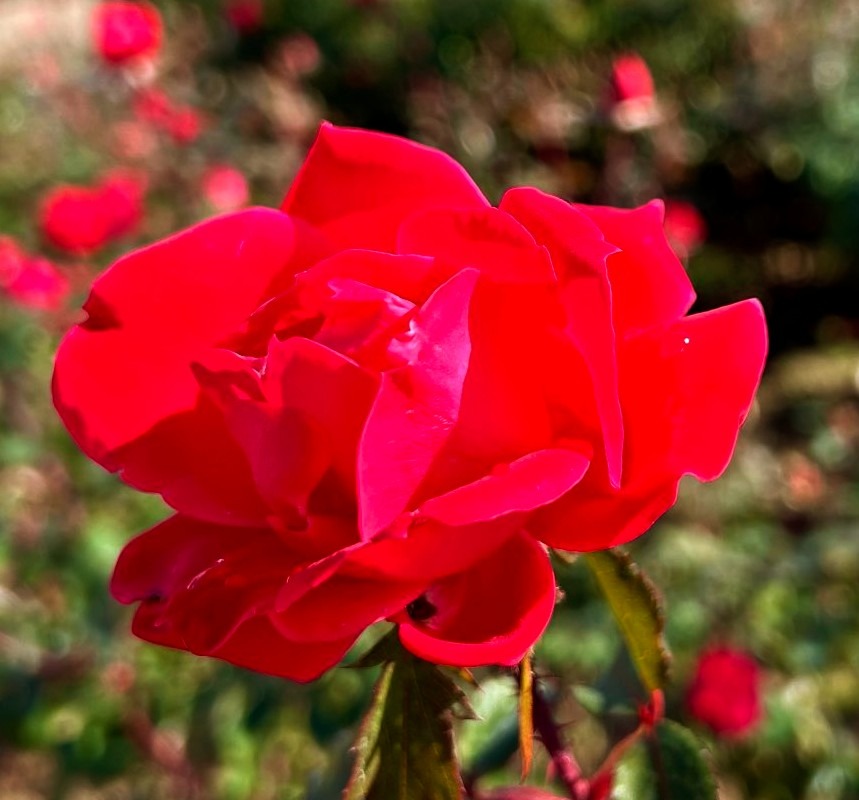 非接種婚活、未接種婚活されてる方はこう言う人