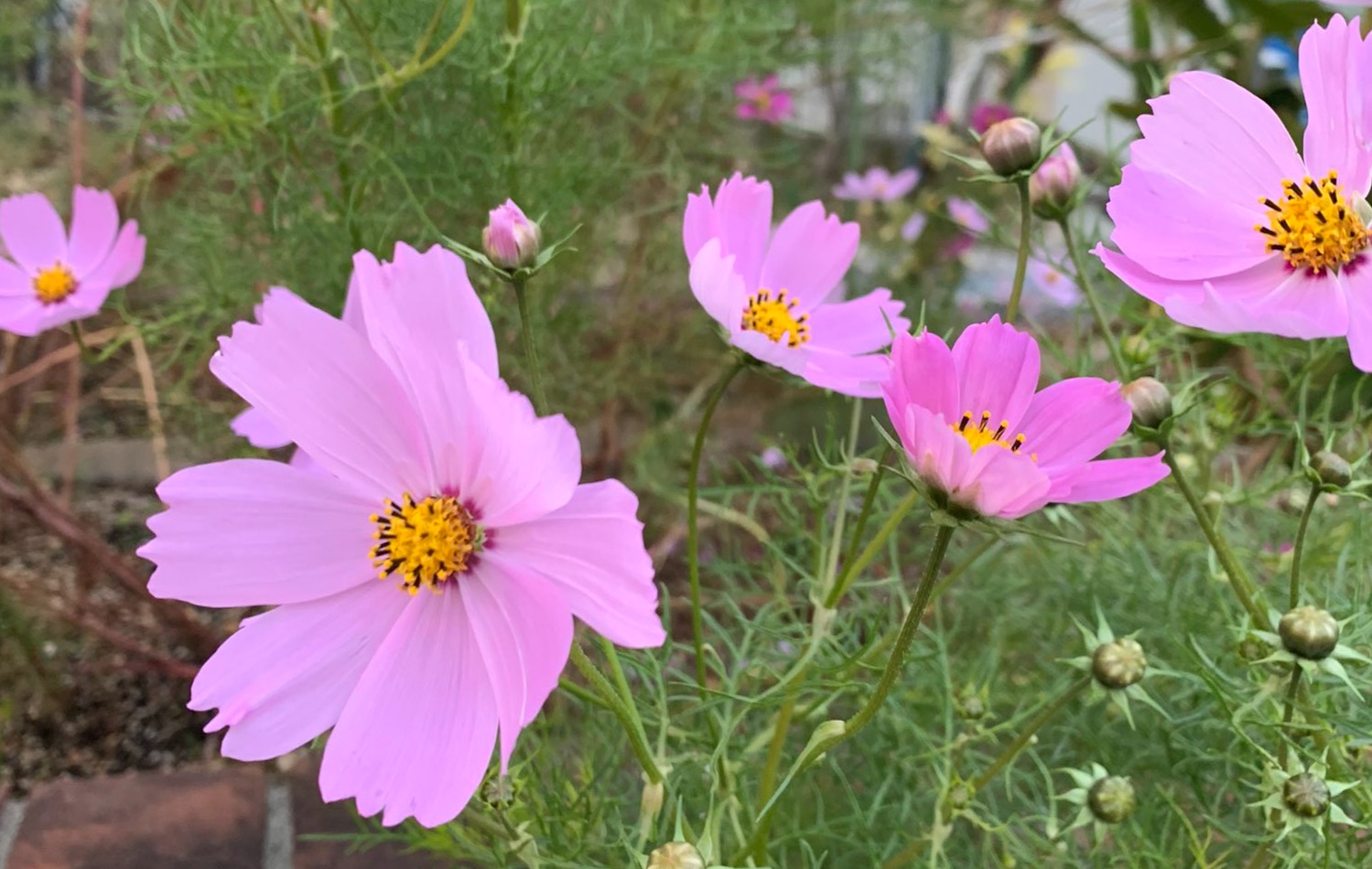 未接種婚活、非接種婚活の方へ明るいニュース