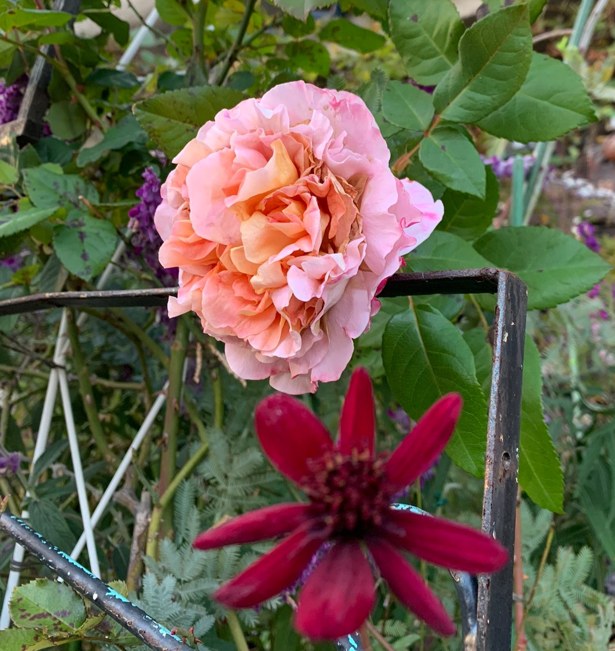 男性が結婚しなくなった理由2