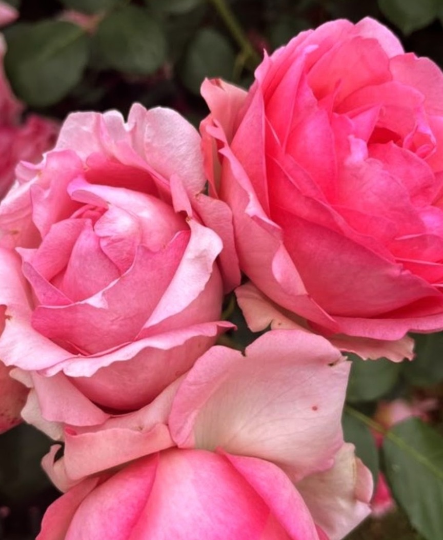 結婚相手に向かない3B3C3Uのお話