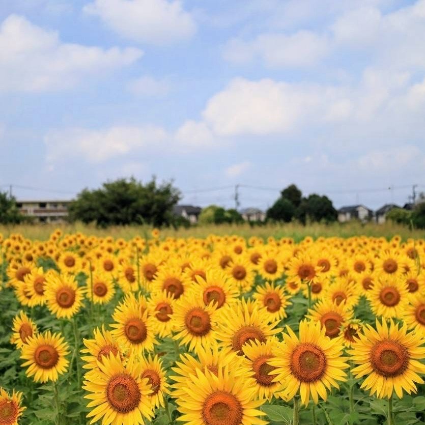 夏満載の連日デート