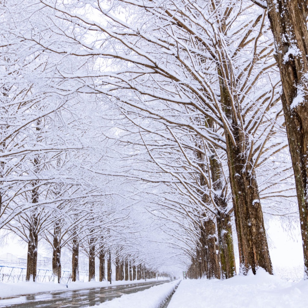 仙台結婚相談所からお勧め　冬のソナタ映画上映　仙台婚活の方に永遠の愛