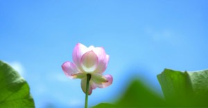 仙台結婚相談所のアドバイス　女性の４０代から考える老後貧困