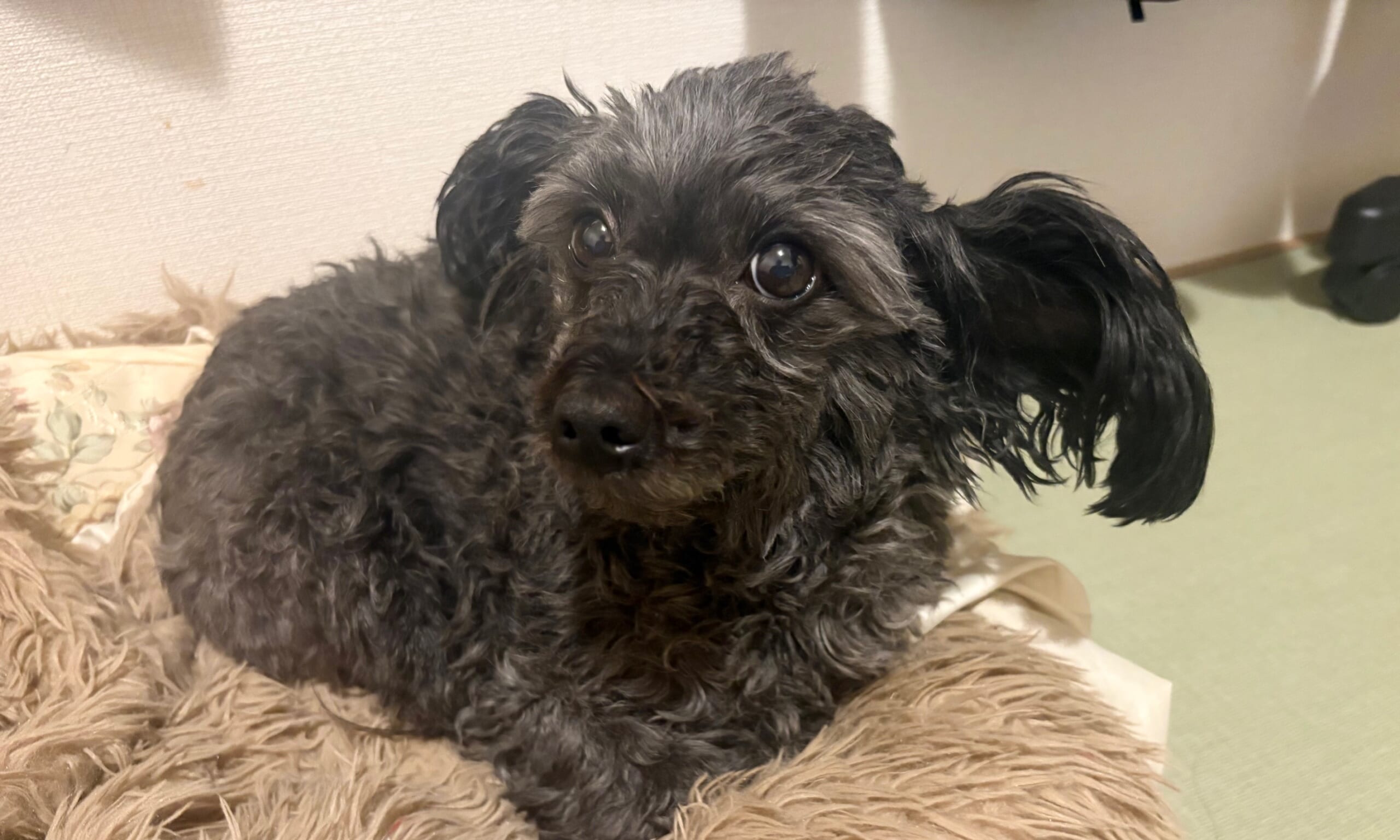 元保護犬ショコラが教えてくれた『信じる心」仙台結婚相談所