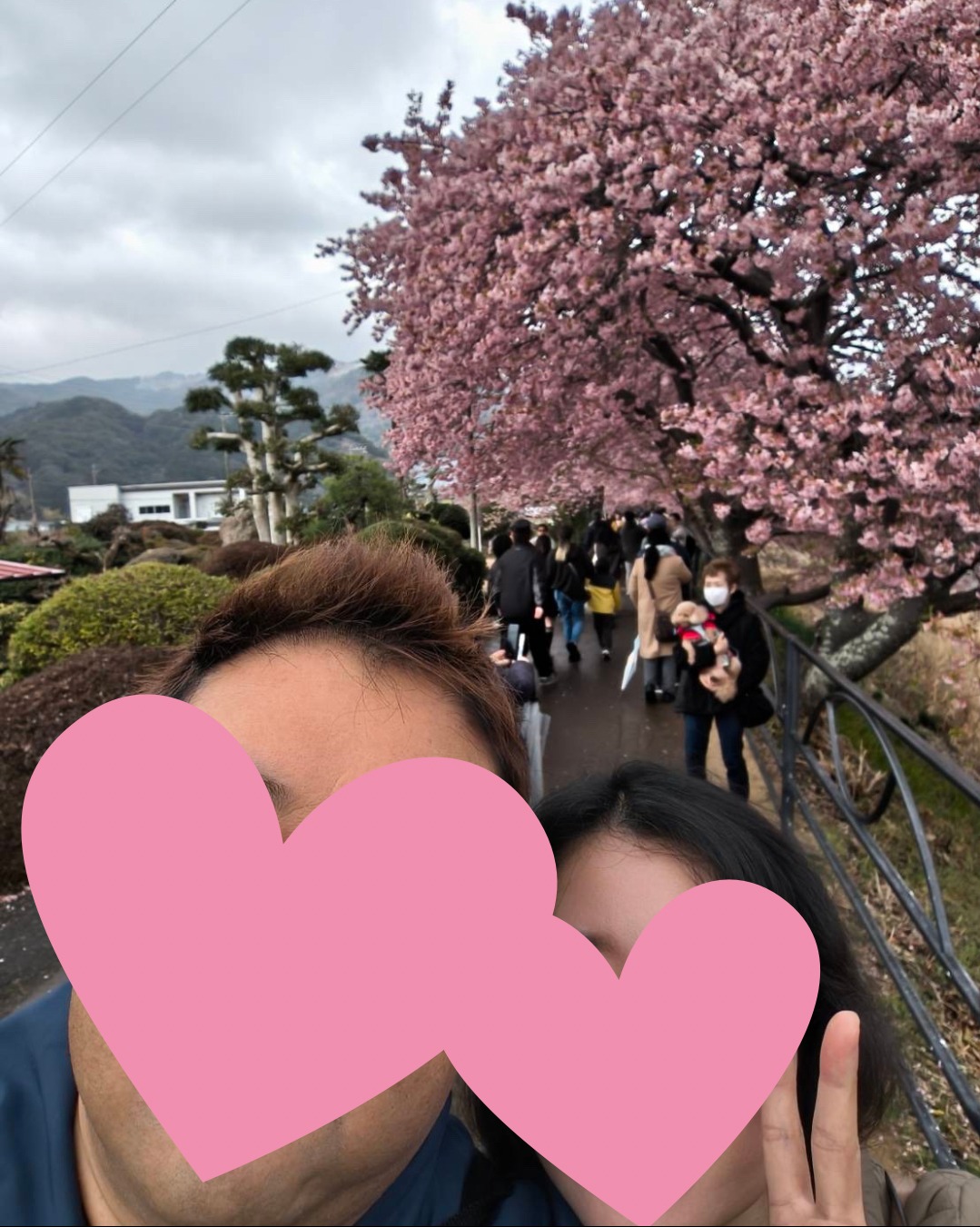 河津桜デート報告