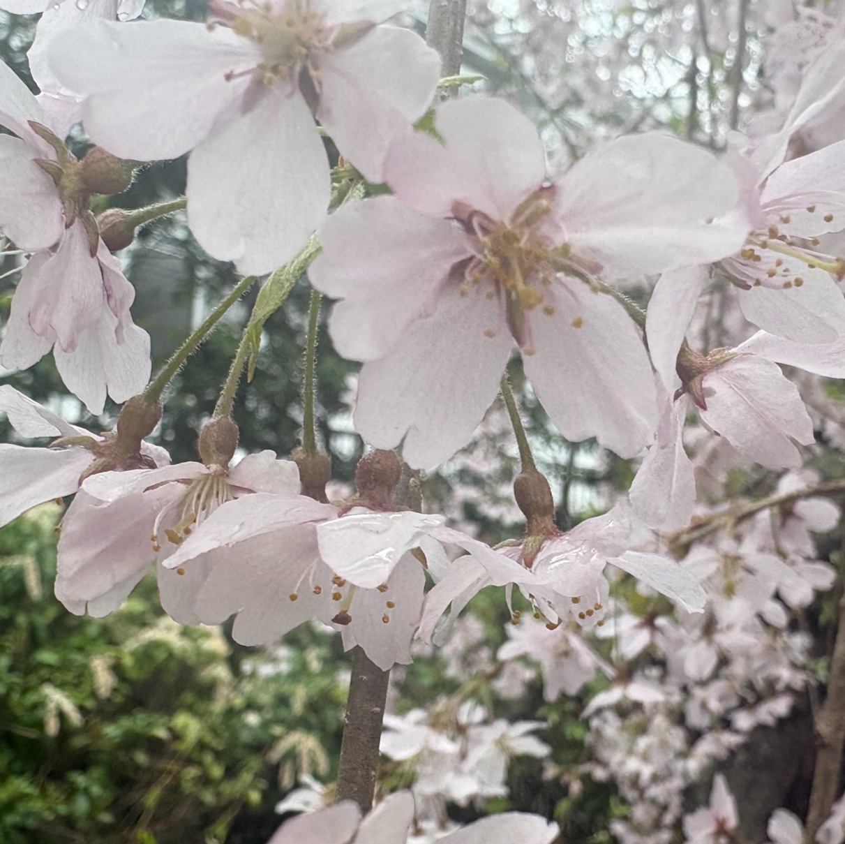 【仲人直伝】お花見デートを「真剣交際」へ繋げには？