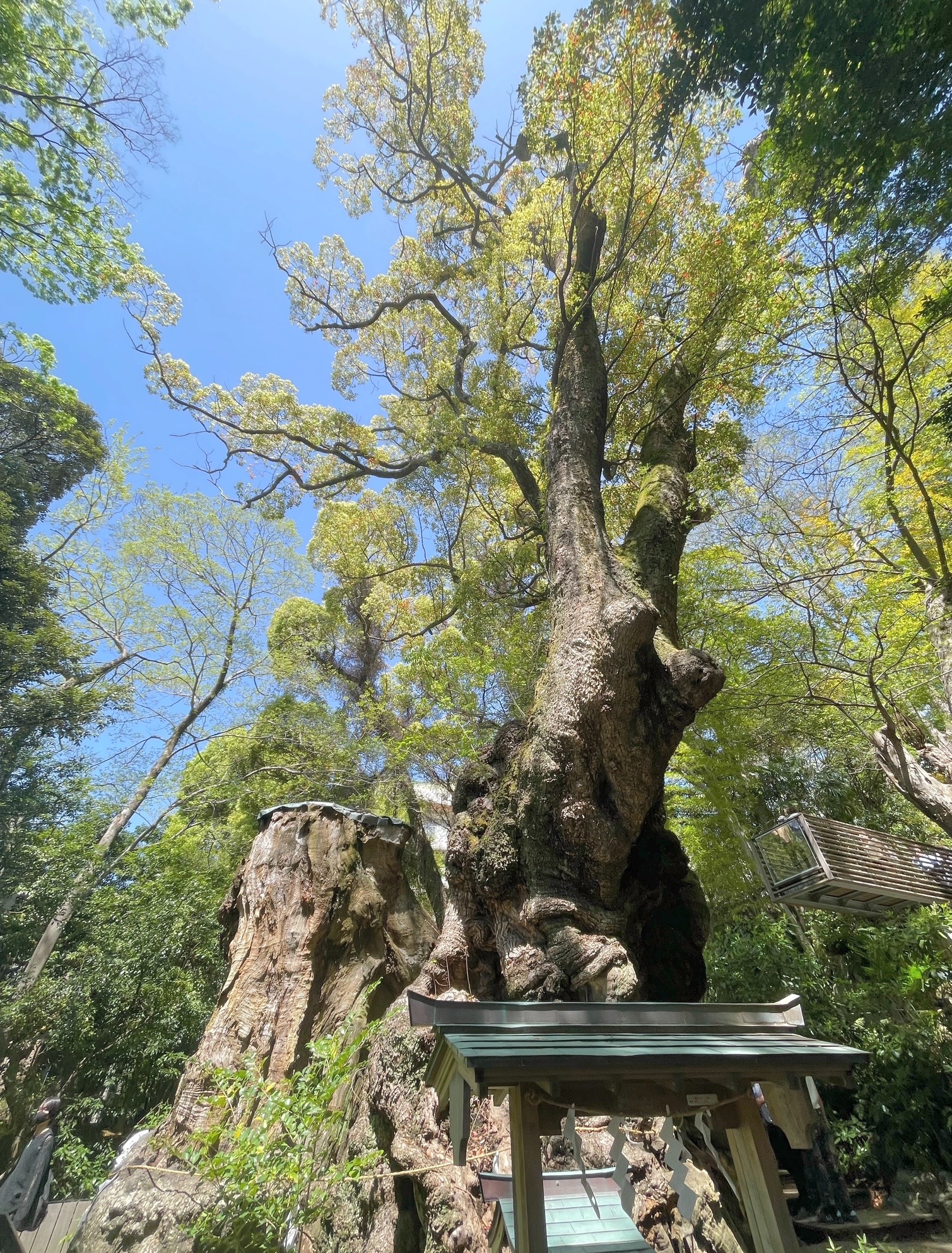 心の指圧師 最新版 流れが止まったとき、人はどこへ向かうのか——来宮神社の大楠の前で