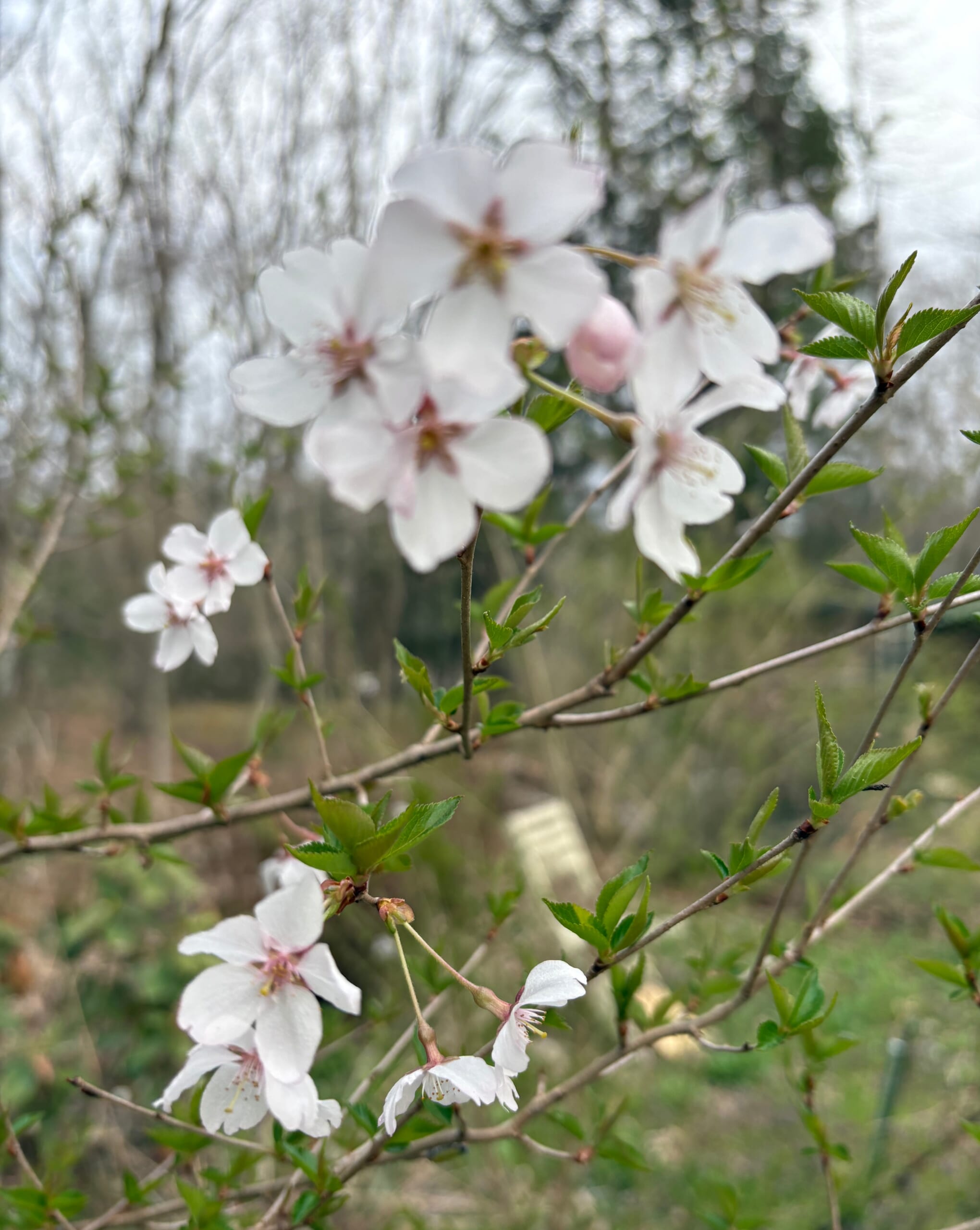 はじめまして　早春の軽井沢から