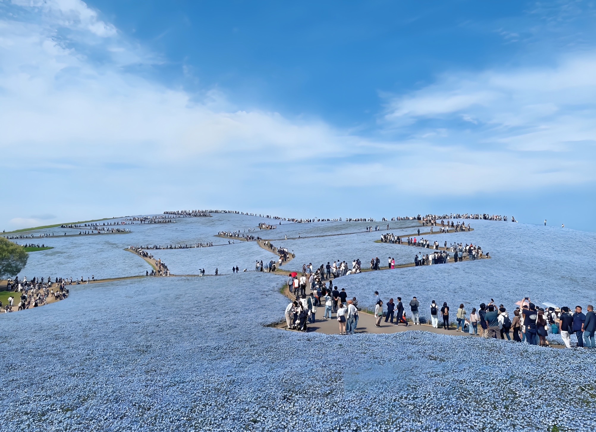 心が動いた日に、人は決断する ―ネモフィラの青と、人生のタイミングについて―