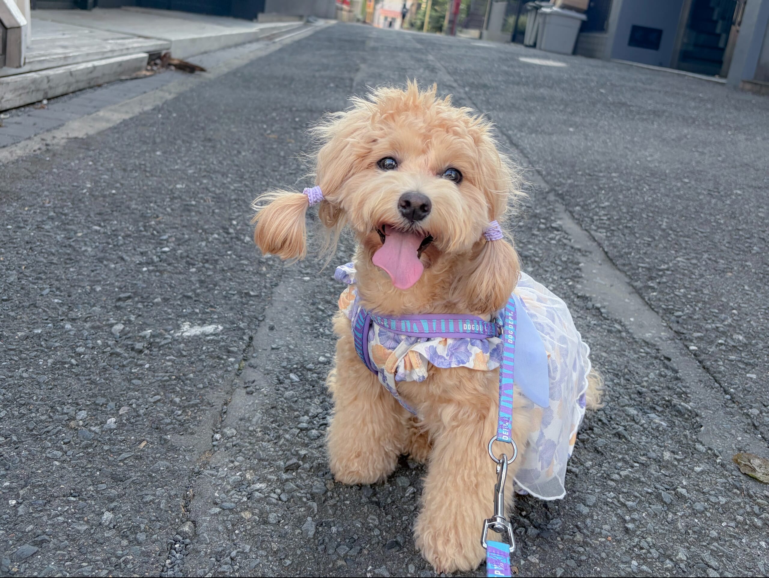 愛犬家の婚活〜「犬は大切な家族」〜